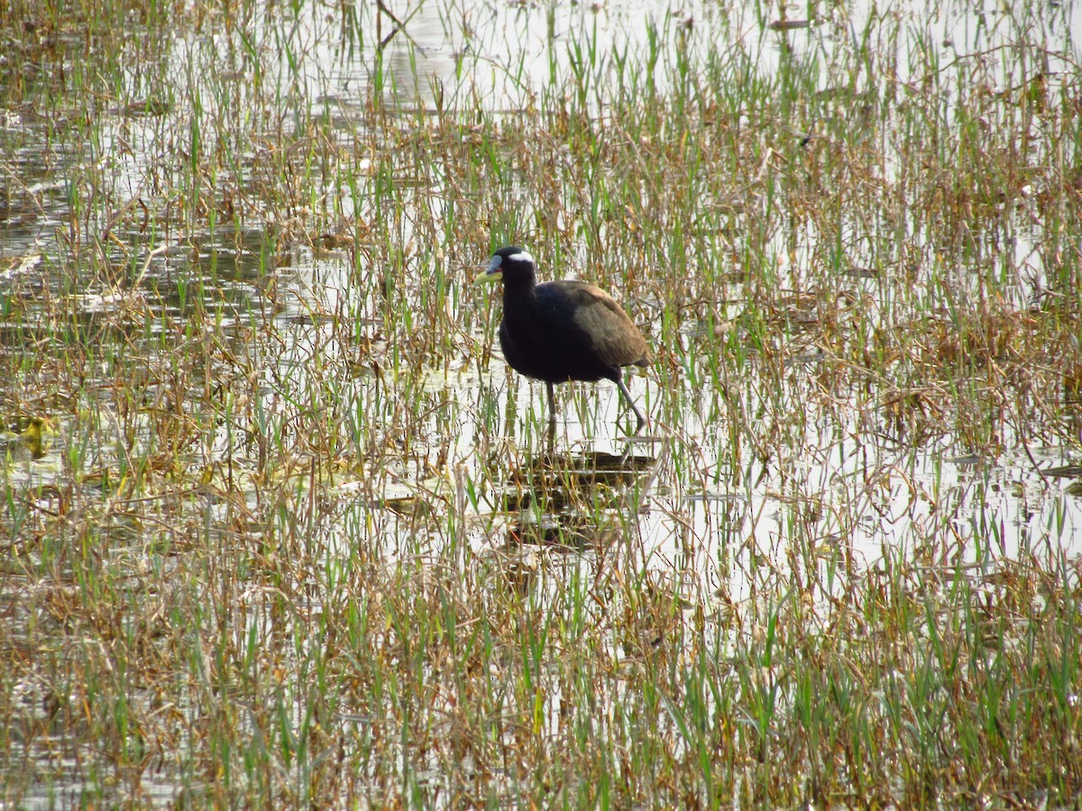 Bronze-winged Jacana - ML620206110