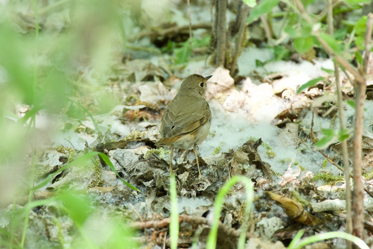 Hermit Thrush - ML620206112