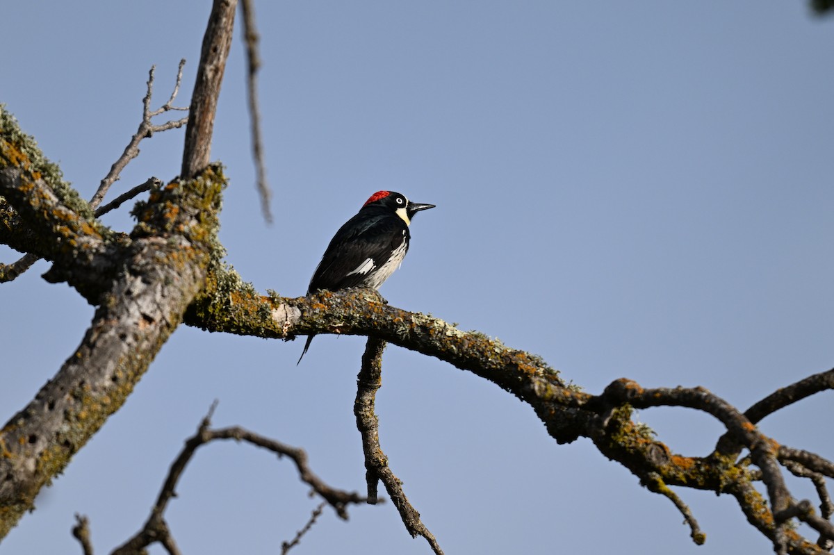 Acorn Woodpecker - ML620206113