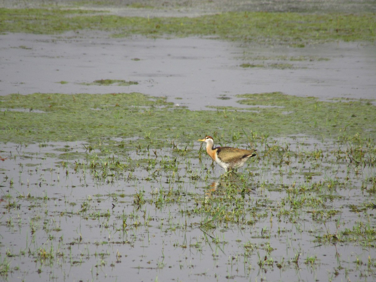 Jacana Bronceada - ML620206117