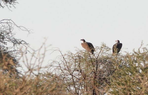 Lappet-faced Vulture - ML620206120