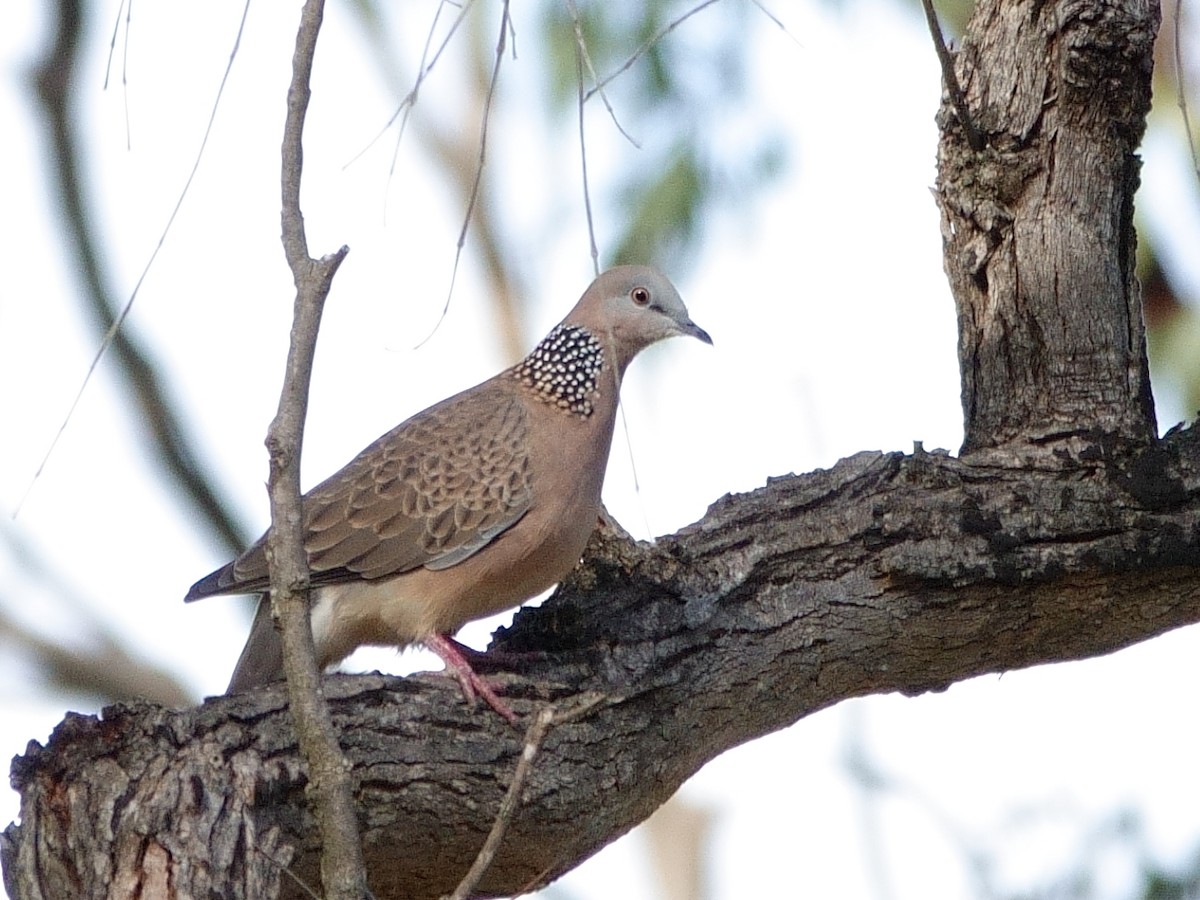 Spotted Dove - ML620206123