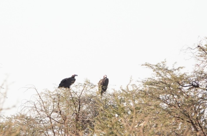 Lappet-faced Vulture - ML620206124