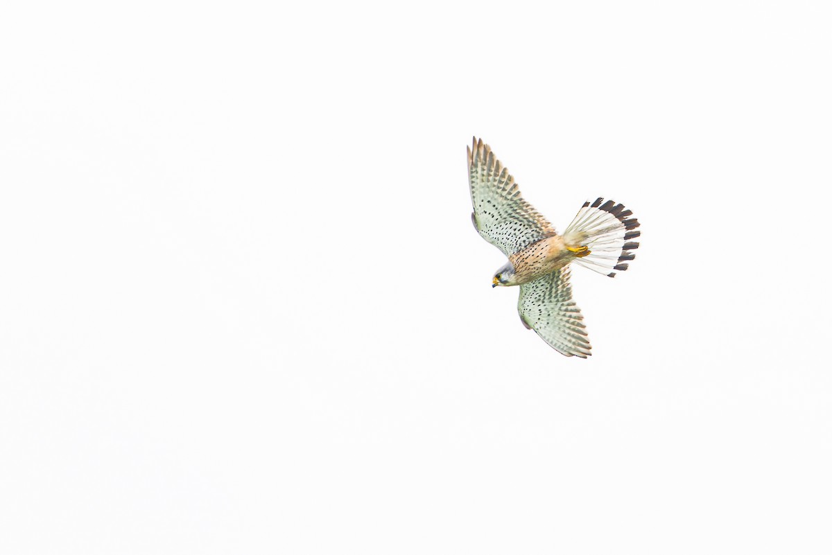 Eurasian Kestrel - ML620206129