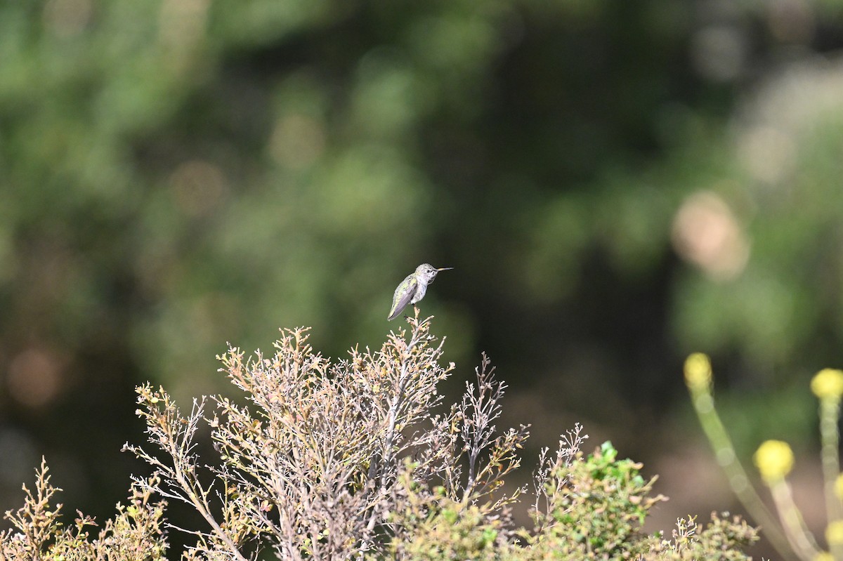 Anna's Hummingbird - ML620206131