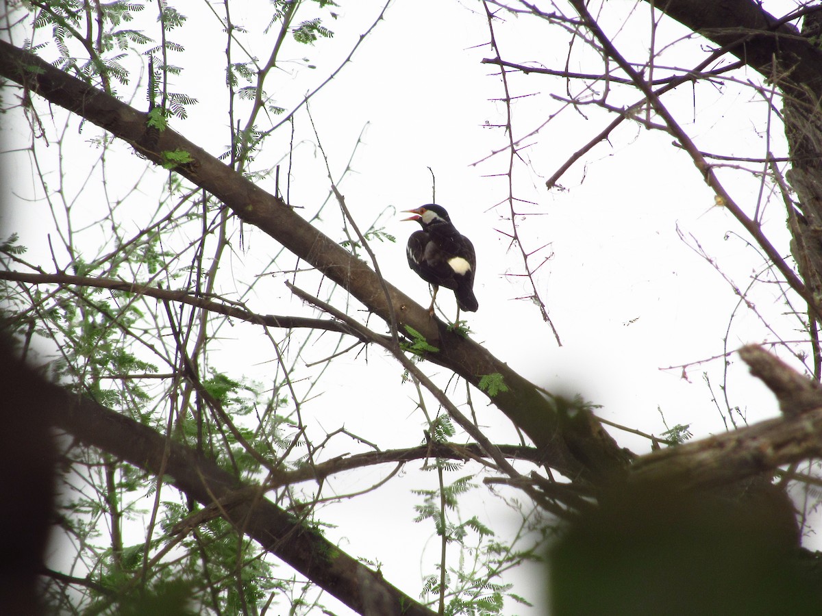 Indian Pied Starling - ML620206132