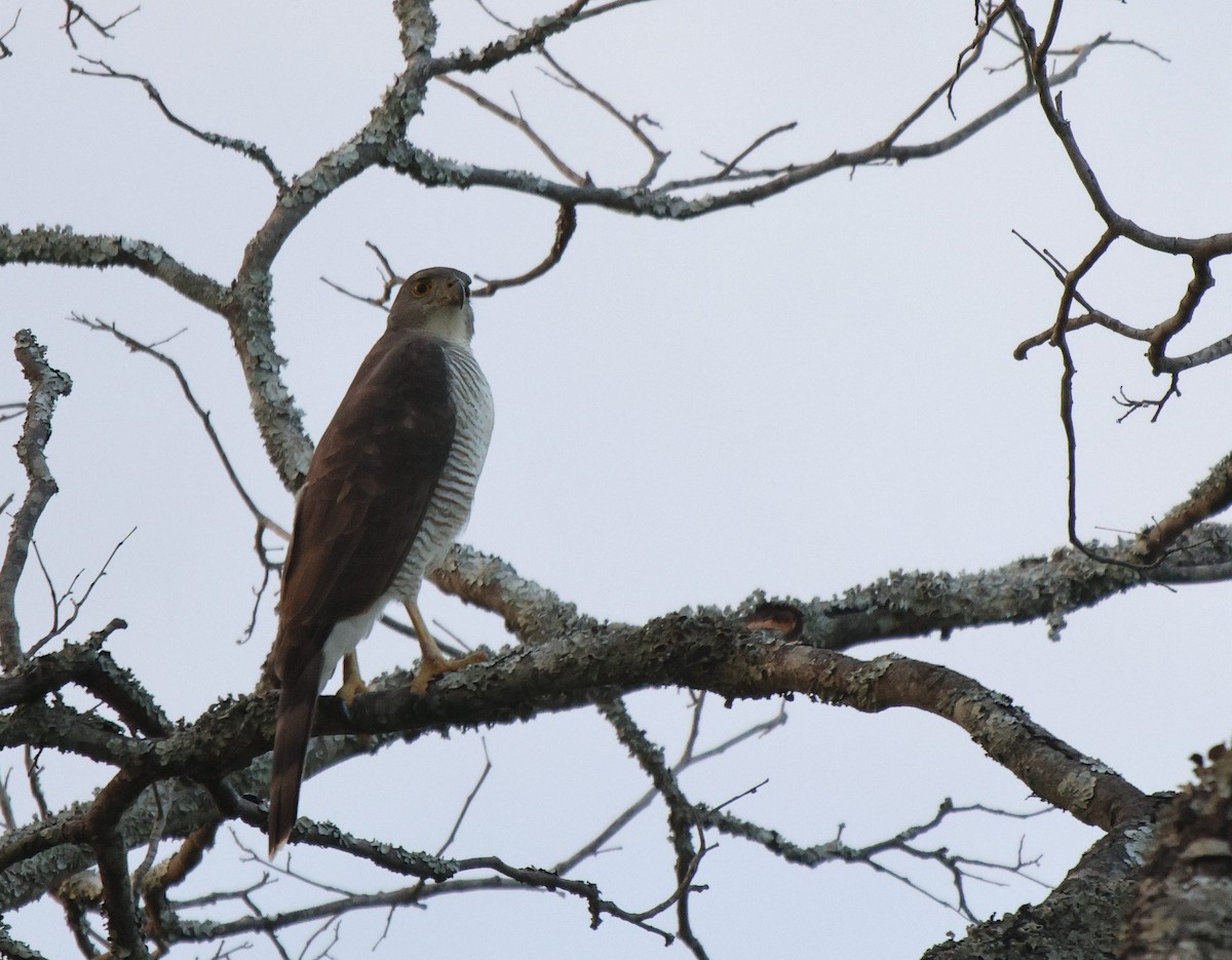 African Goshawk - ML620206134