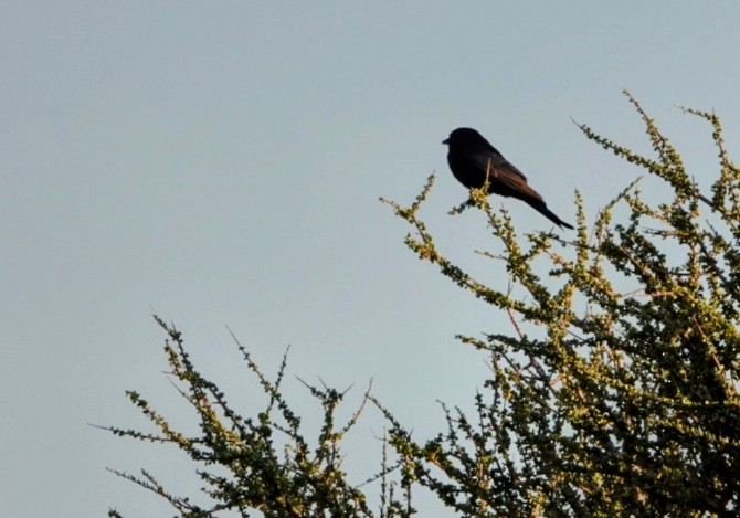 Fork-tailed Drongo - ML620206137