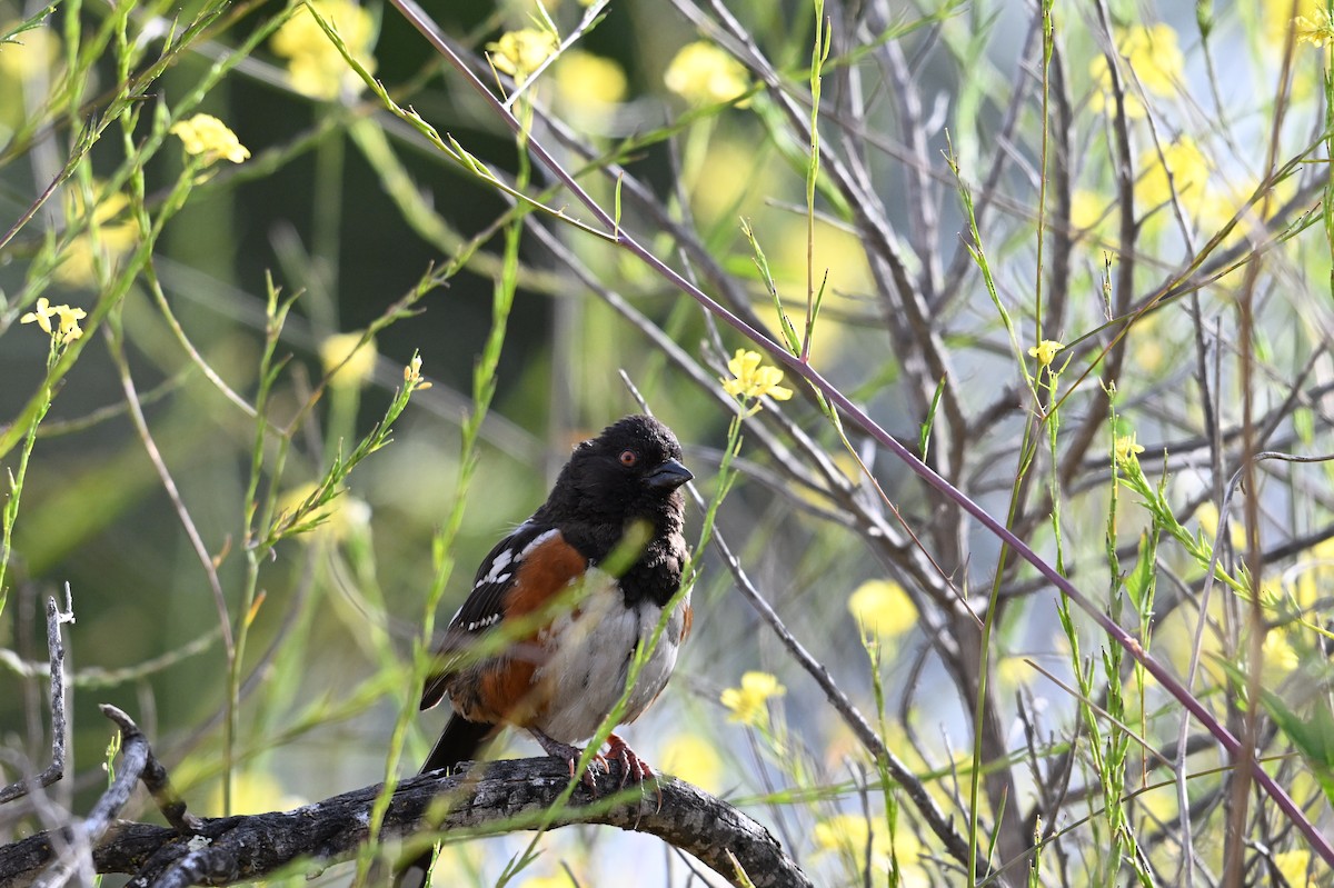 Spotted Towhee - ML620206140