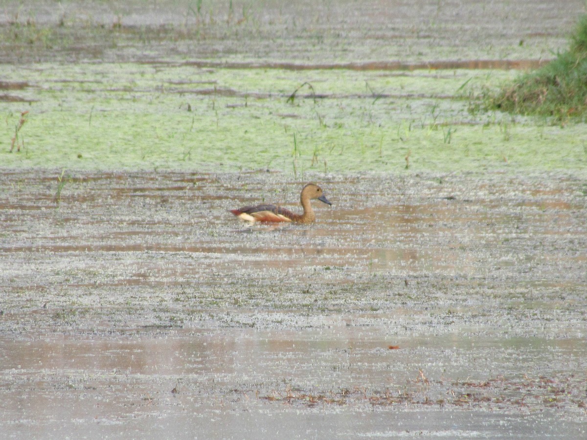 Lesser Whistling-Duck - Ángel Dolón