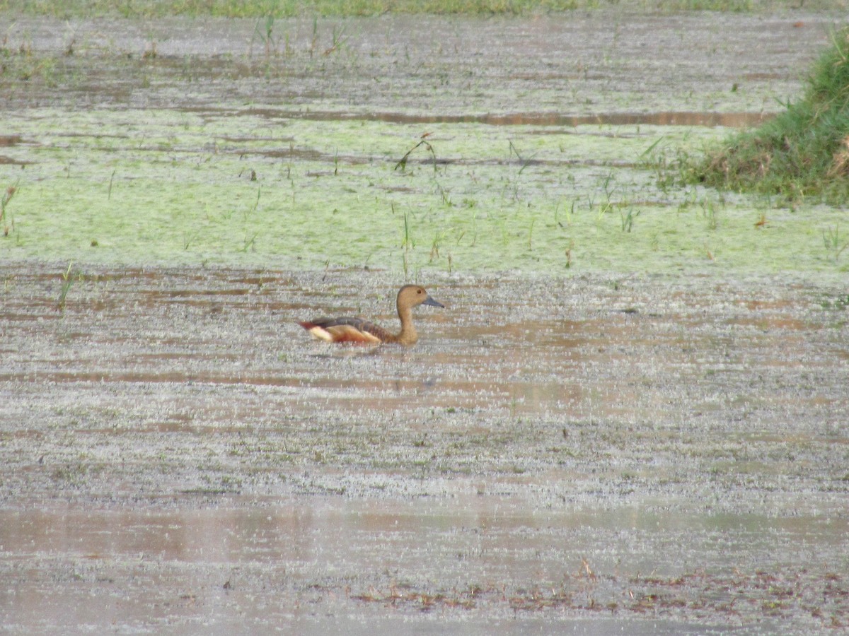 Lesser Whistling-Duck - ML620206143