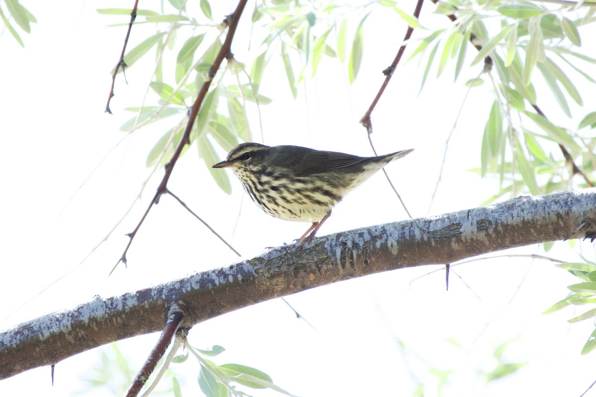 Northern Waterthrush - ML620206150