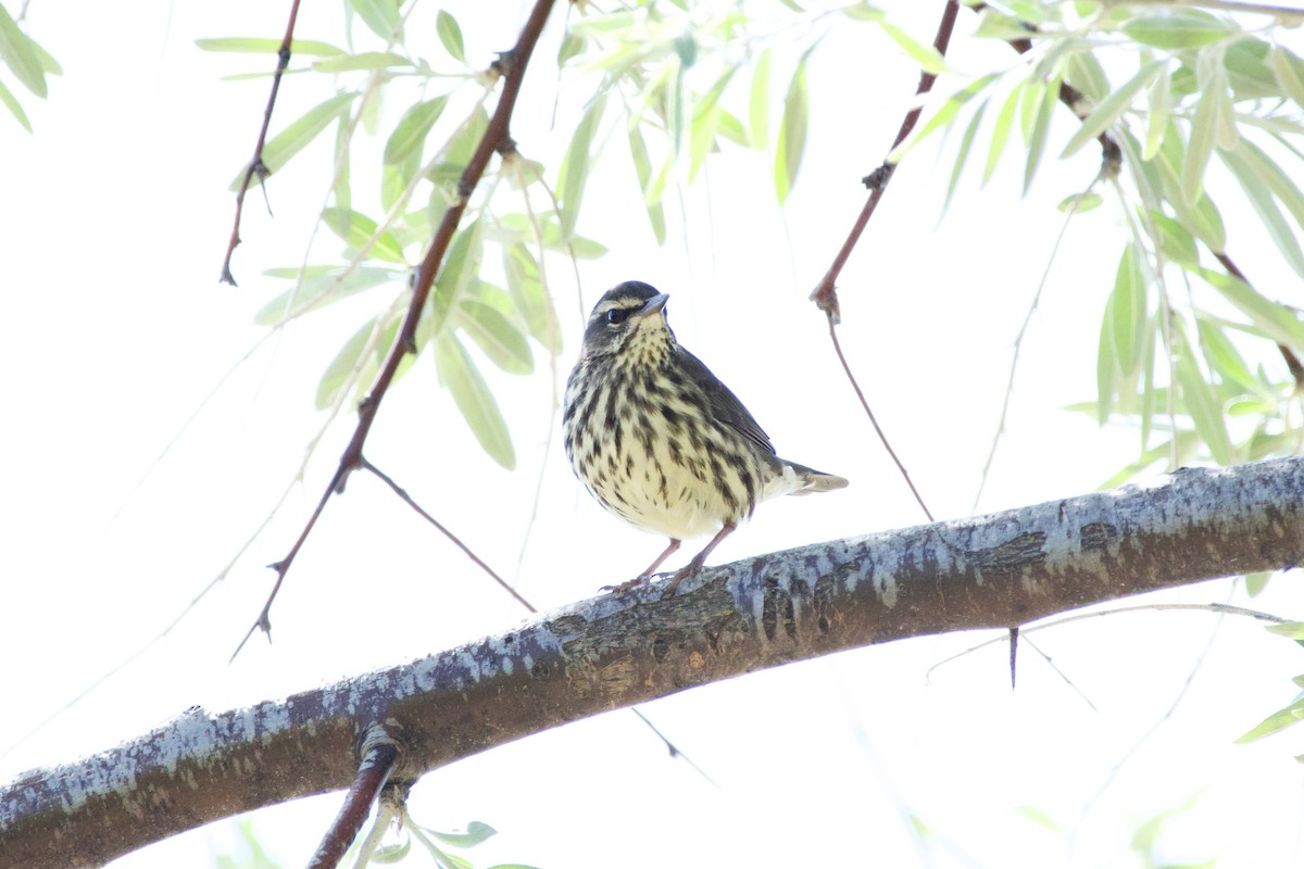 Northern Waterthrush - ML620206151