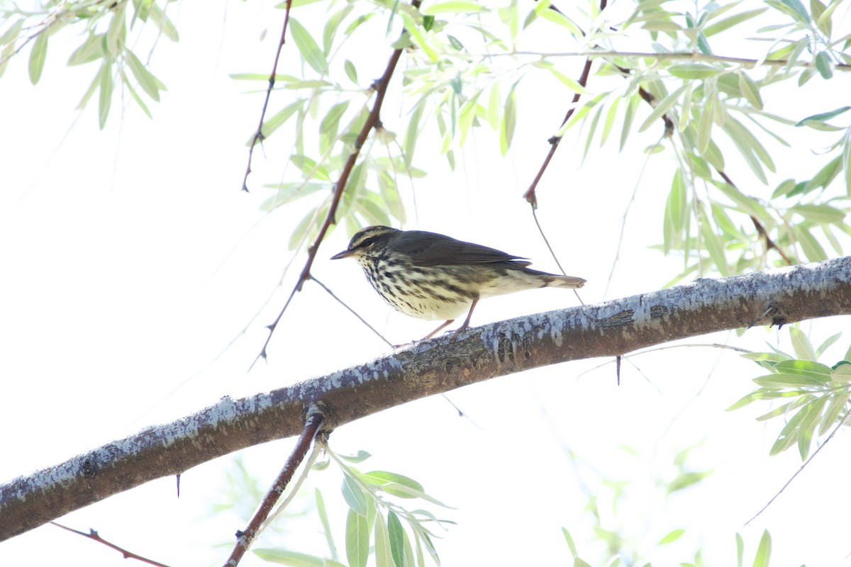 Northern Waterthrush - ML620206152