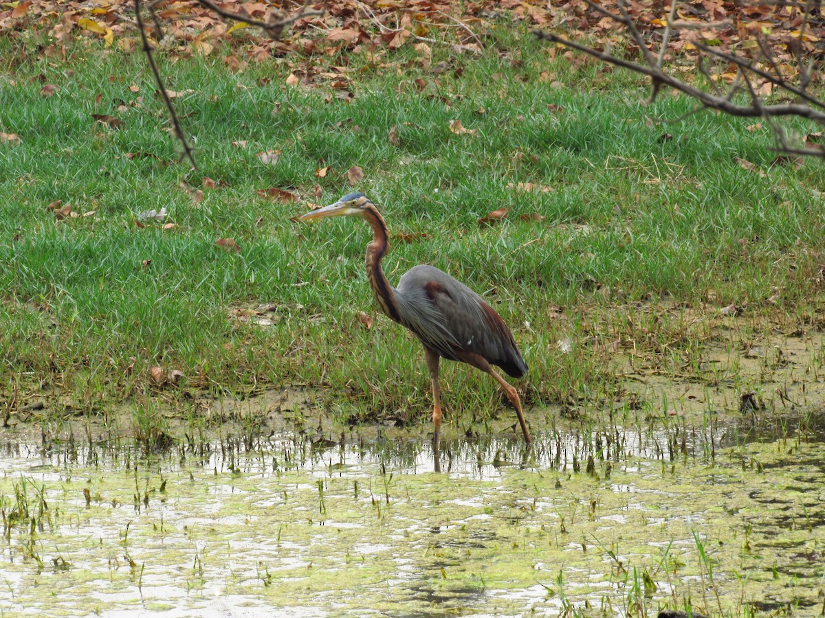 Purple Heron - ML620206153