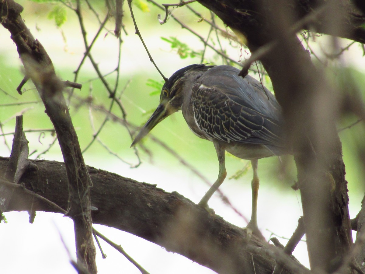 Striated Heron - ML620206158