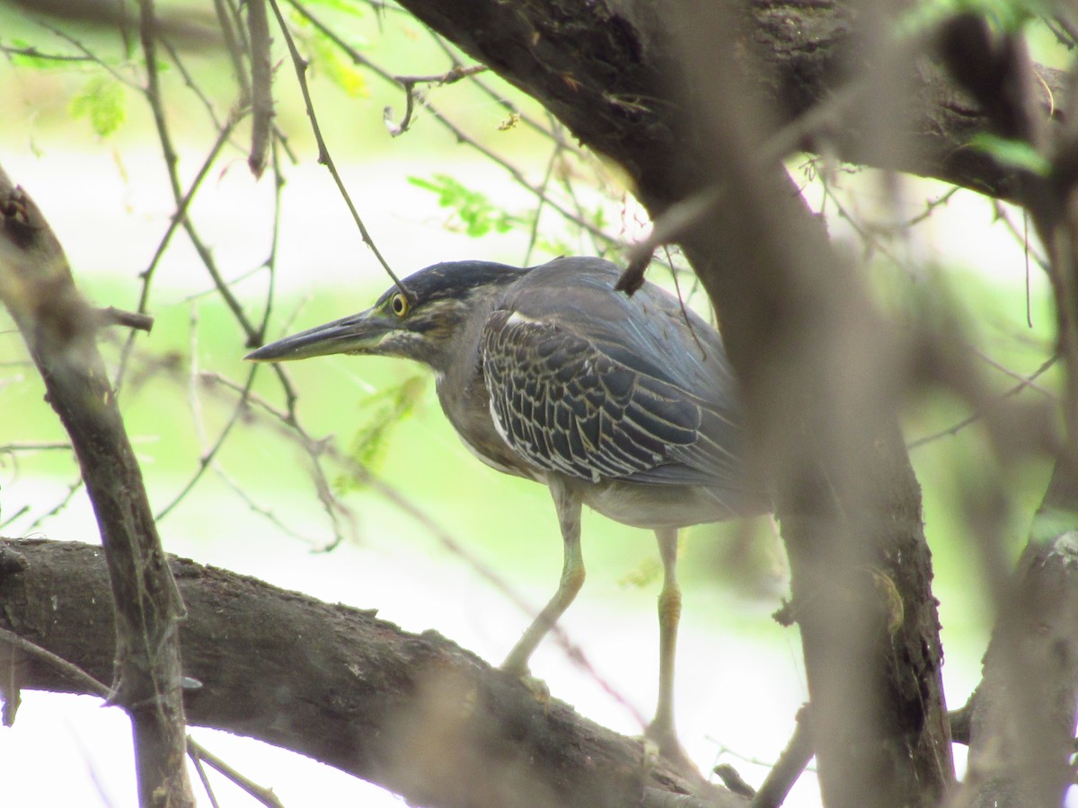 Striated Heron - ML620206159