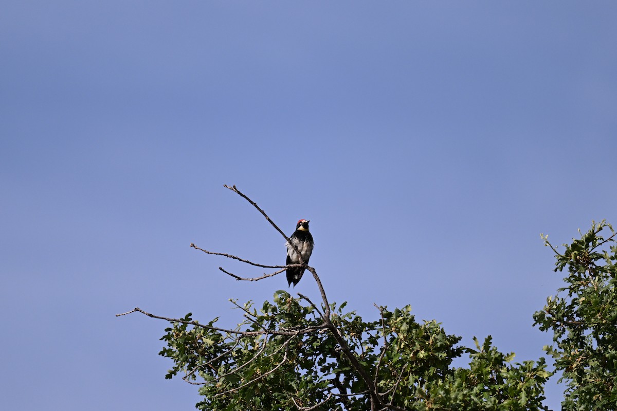 Acorn Woodpecker - ML620206160