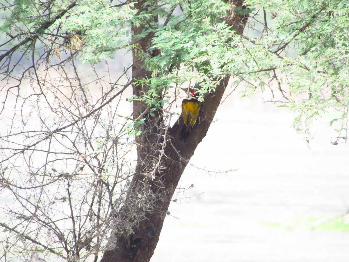 Black-rumped Flameback - ML620206170