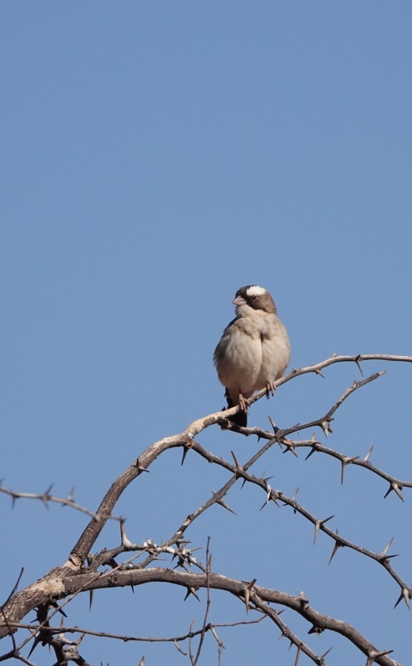 White-browed Sparrow-Weaver - ML620206180