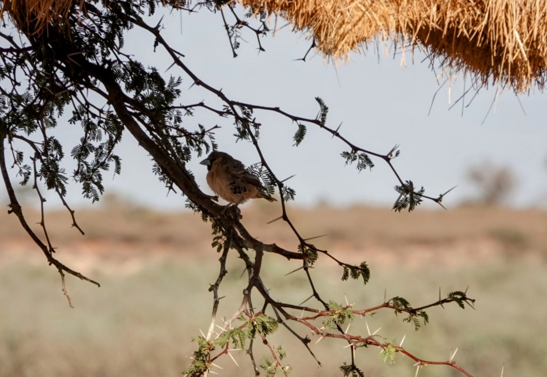 Sociable Weaver - ML620206184