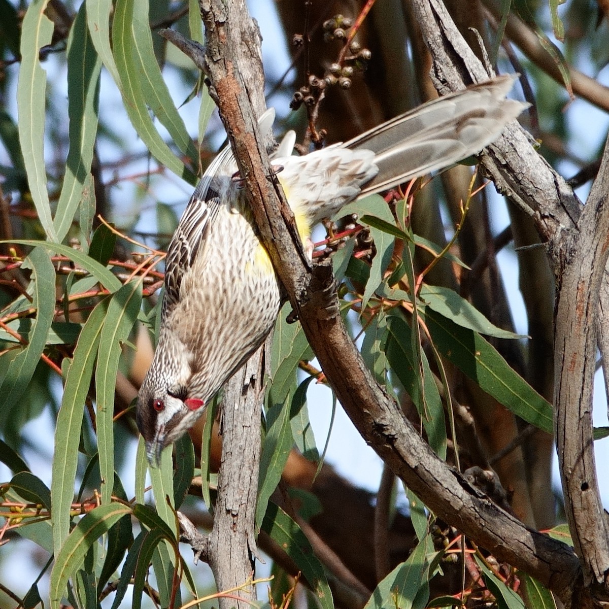 Red Wattlebird - ML620206190