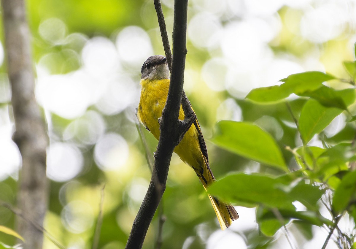 Minivet Gorjigrís - ML620206191