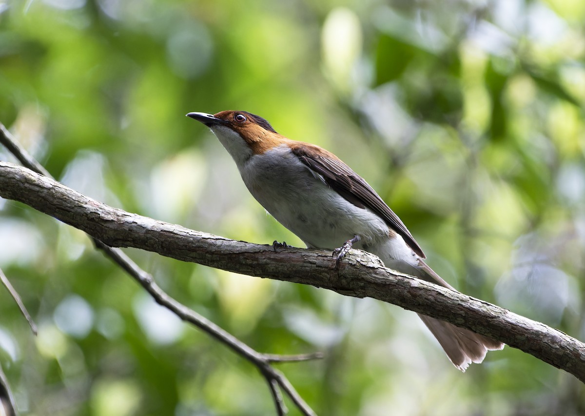 Chestnut Bulbul - ML620206200