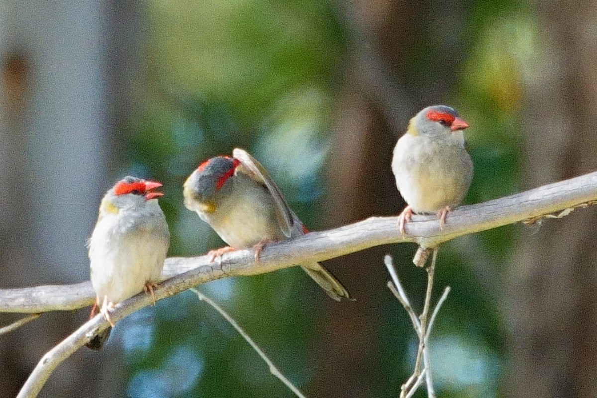 Red-browed Firetail - ML620206205