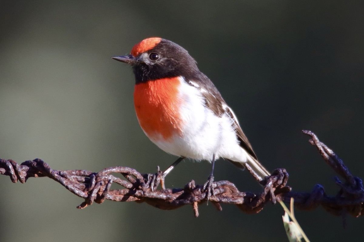 Red-capped Robin - ML620206209