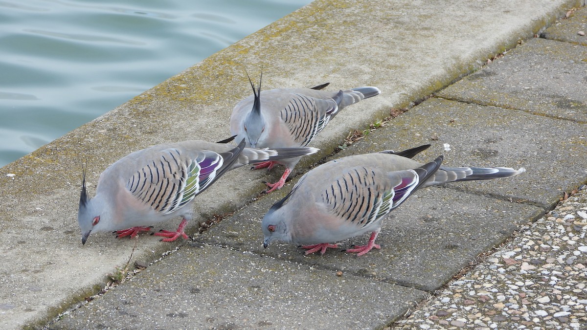 Crested Pigeon - ML620206210