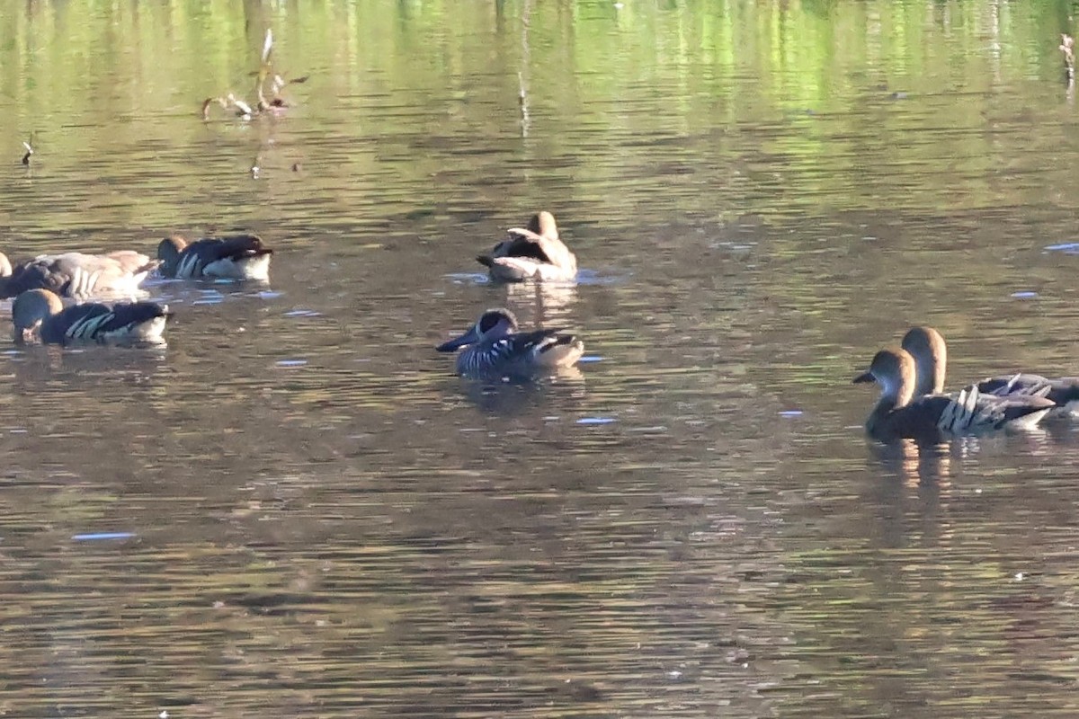 Pink-eared Duck - ML620206212