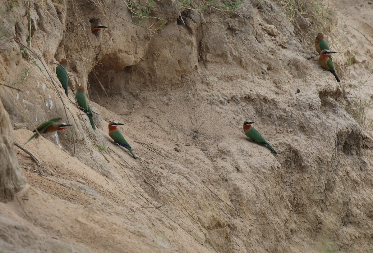 White-fronted Bee-eater - ML620206213