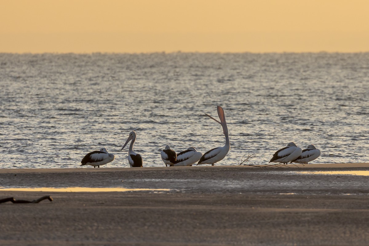 Australian Pelican - ML620206222