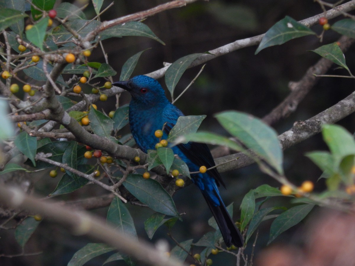 Asian Fairy-bluebird - ML620206228