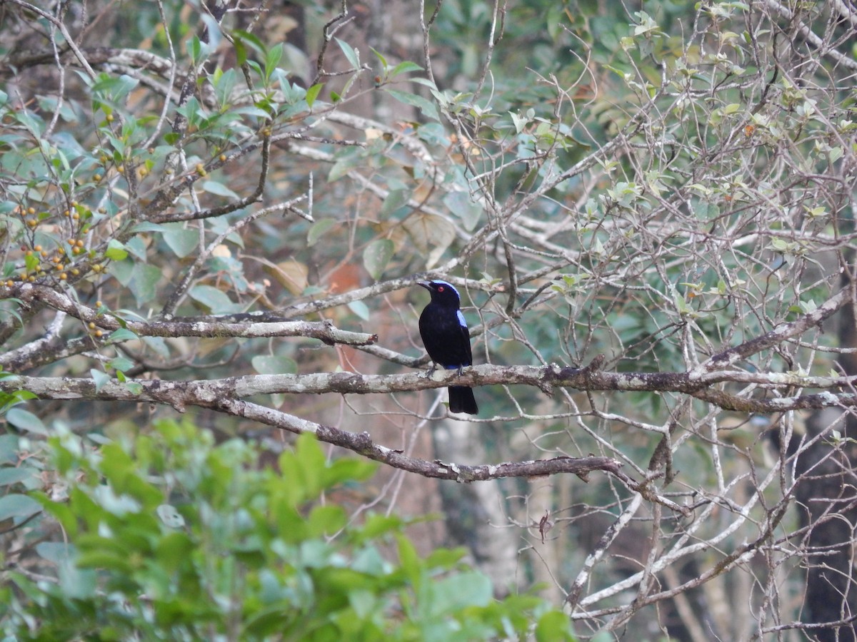 Asian Fairy-bluebird - ML620206230