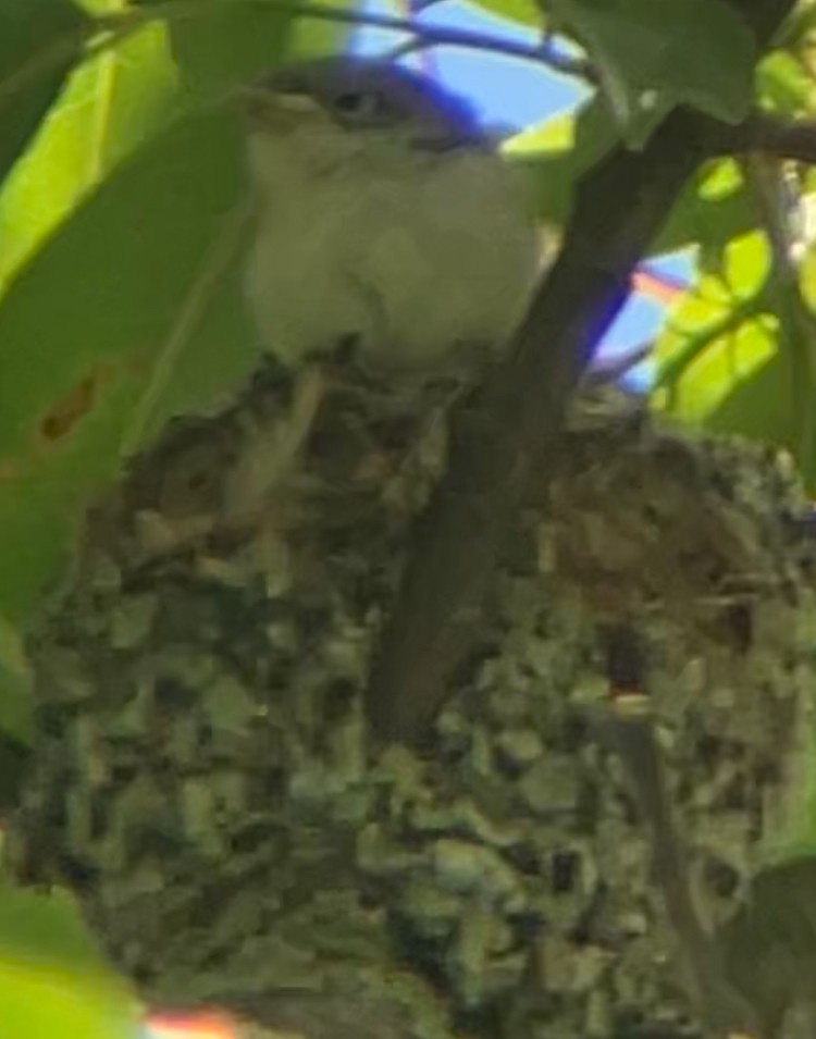 Blue-gray Gnatcatcher - ML620206243