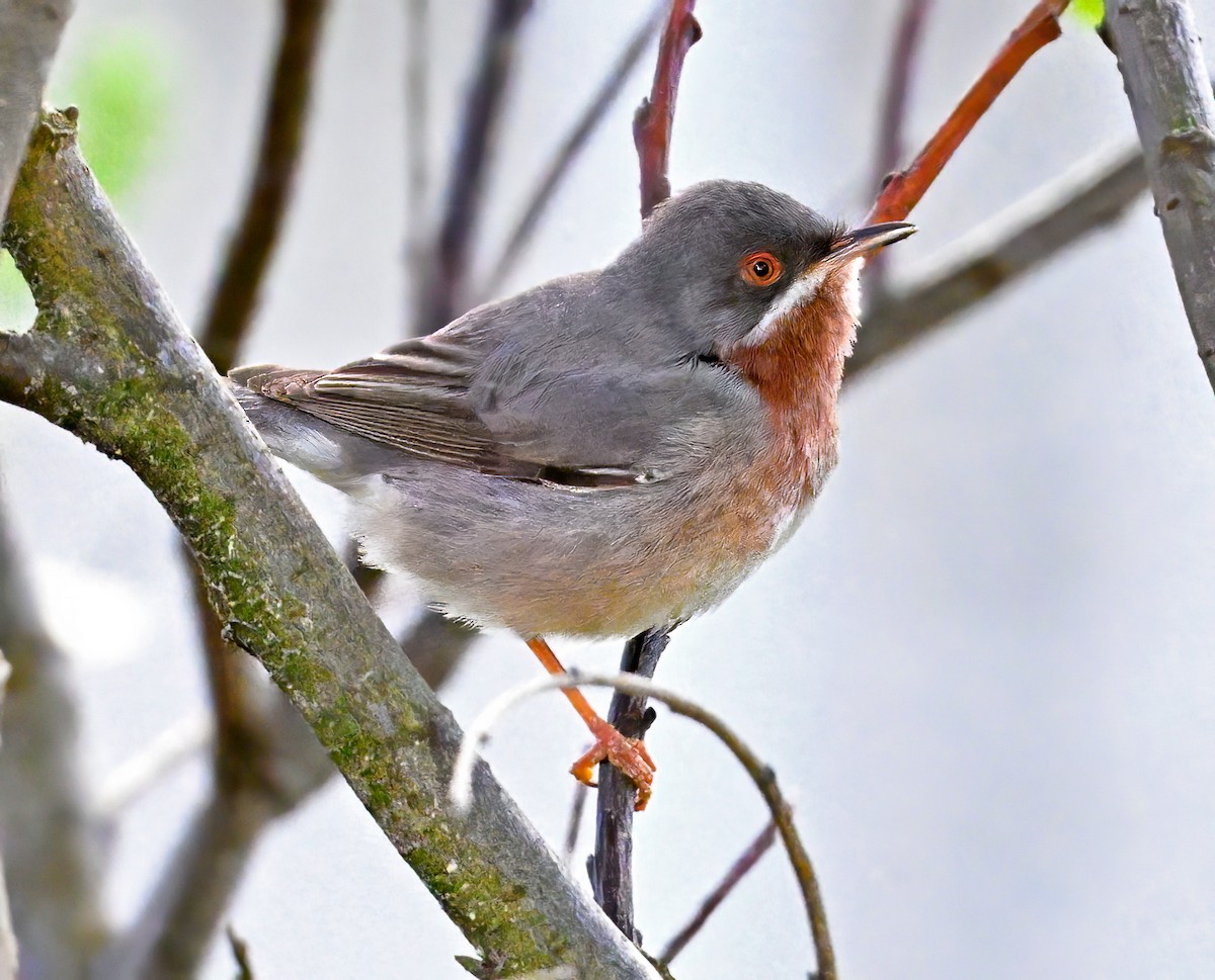 Eastern Subalpine Warbler - ML620206252