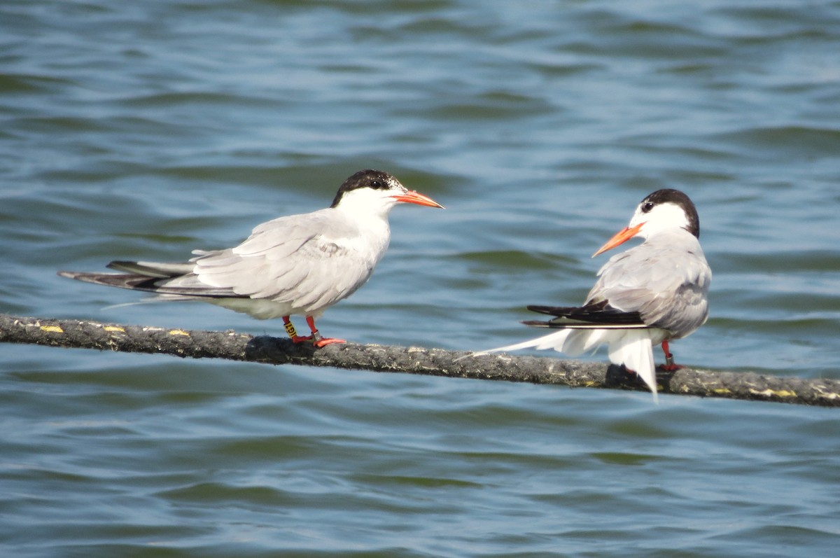 Common Tern - ML620206256