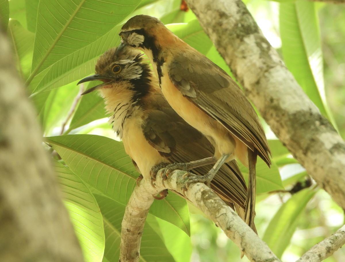 Greater Necklaced Laughingthrush - ML620206264