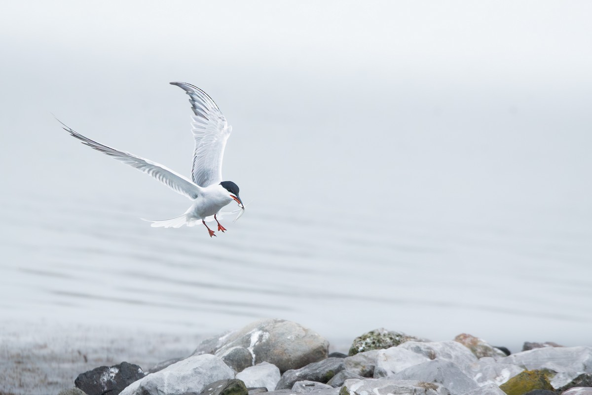 Common Tern - ML620206276