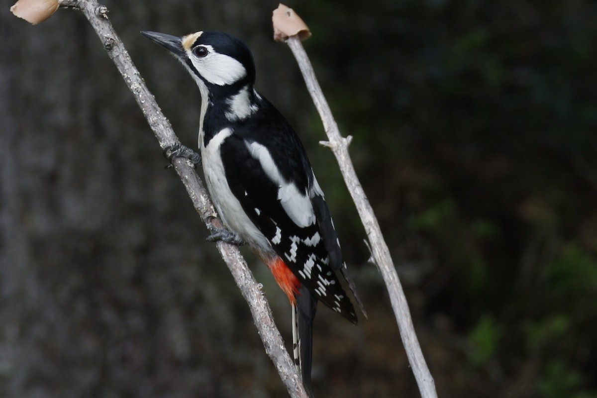 Great Spotted Woodpecker - ML620206278
