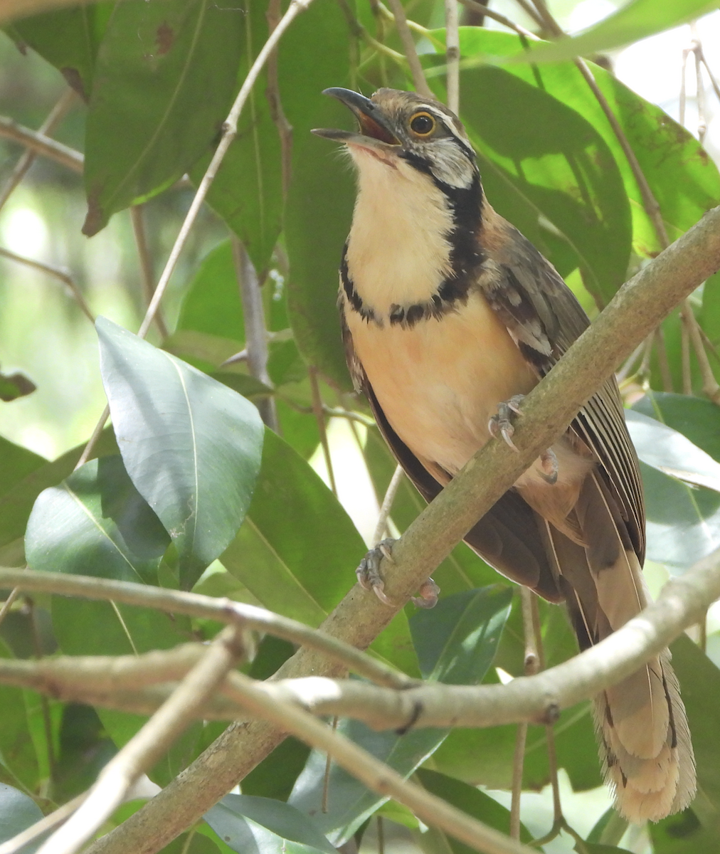 Greater Necklaced Laughingthrush - ML620206279