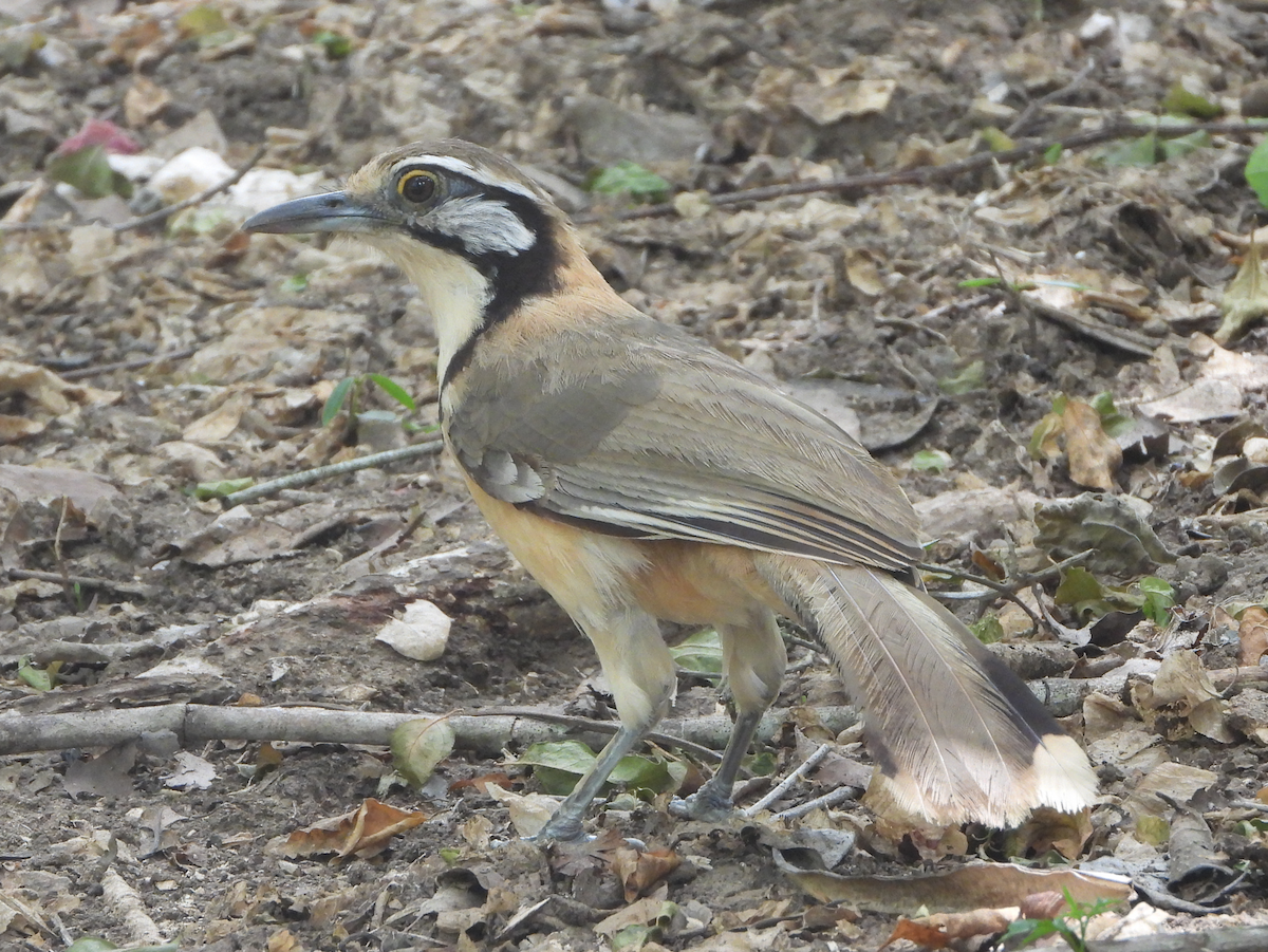 Greater Necklaced Laughingthrush - ML620206283