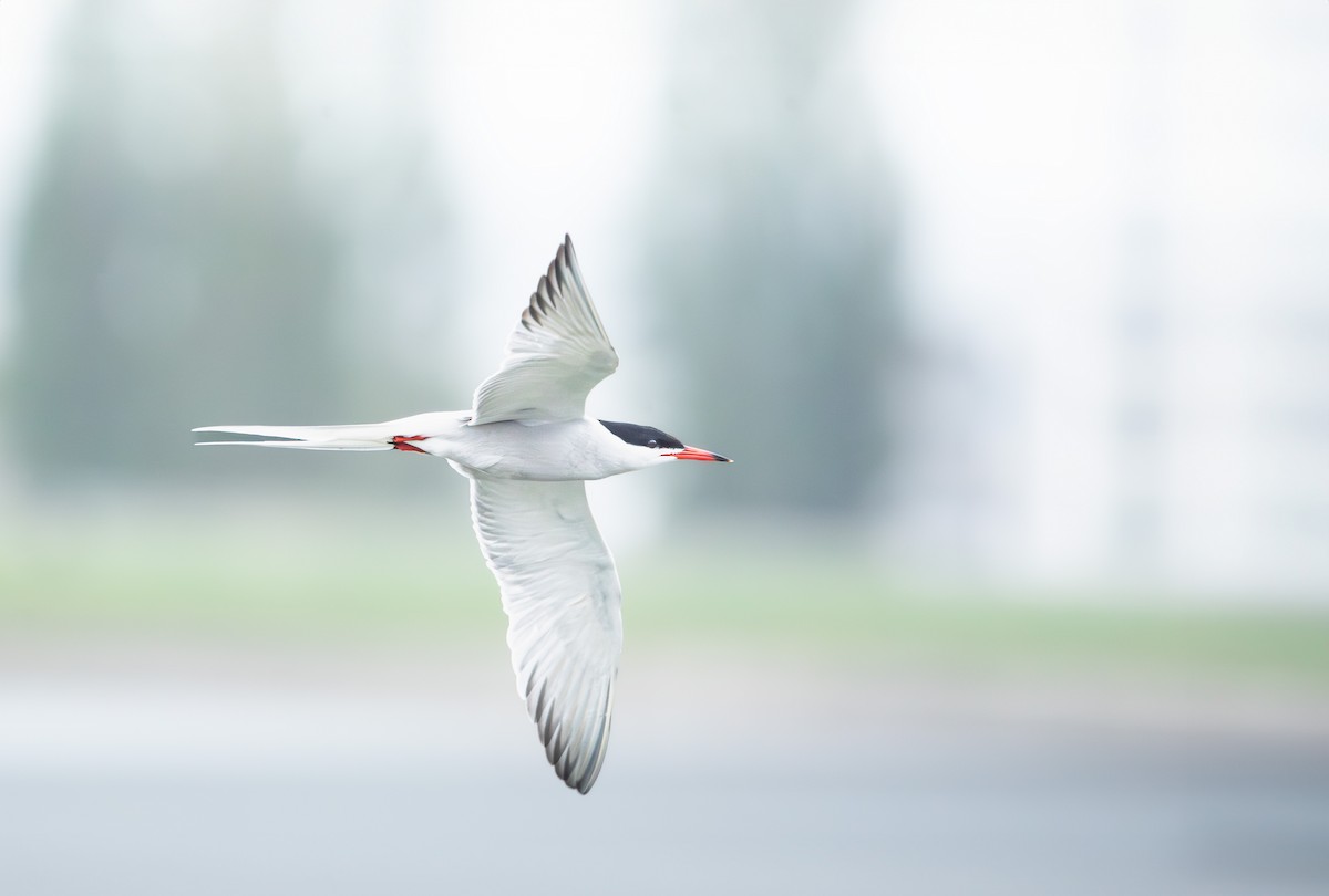 Common Tern - ML620206289