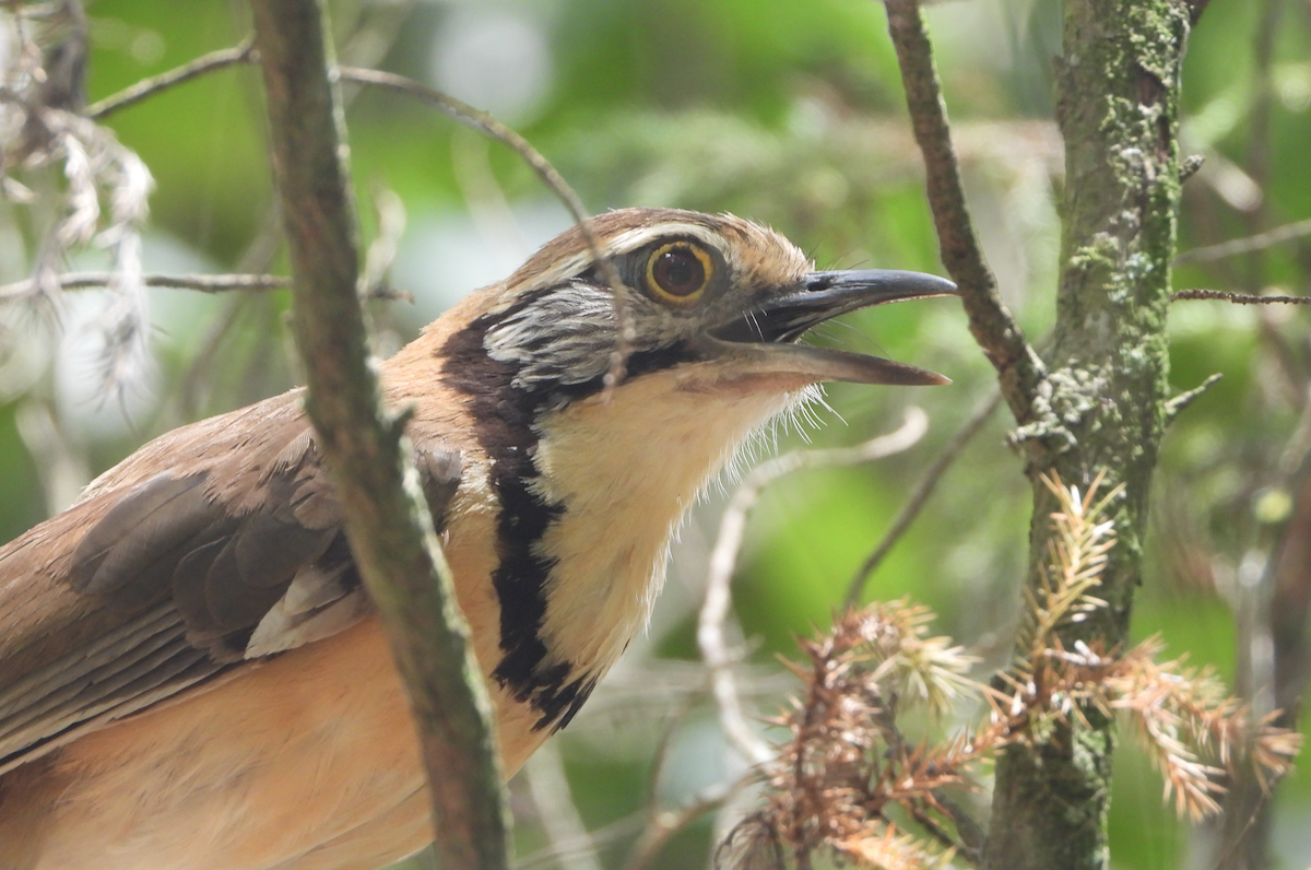 Greater Necklaced Laughingthrush - ML620206290