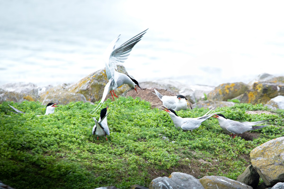 Common Tern - ML620206292