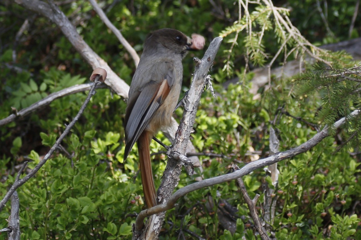 Siberian Jay - ML620206297