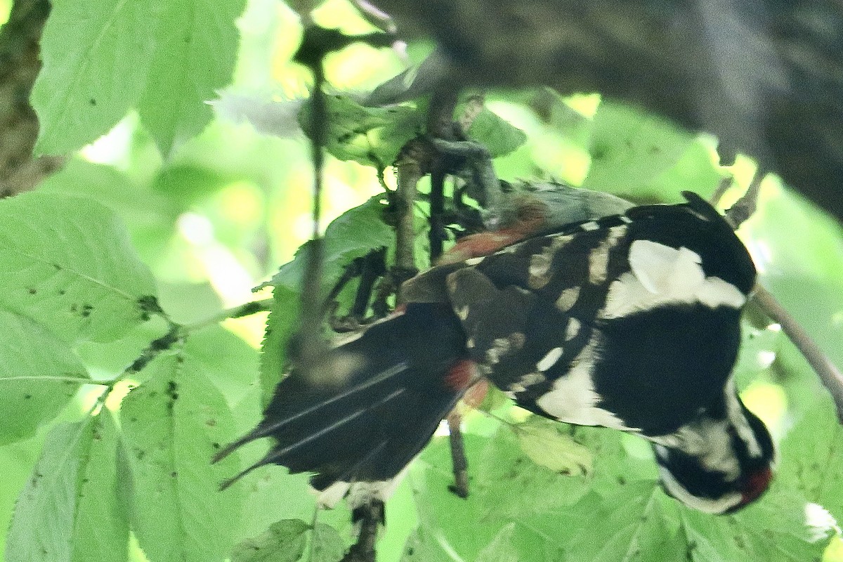 Great Spotted Woodpecker - ML620206301