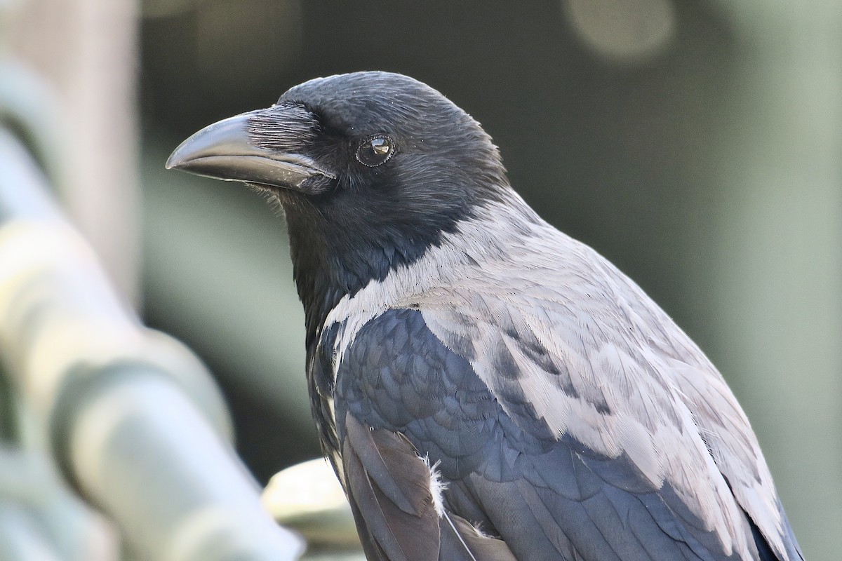 Hooded Crow - ML620206308